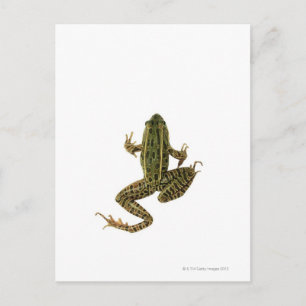 Frosch 2 postkarte