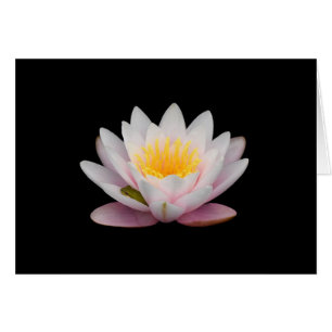 Frosch an einer Lüge