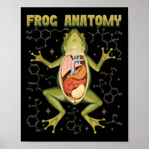 Frosch Anatomie Frosch Dissection Biologie Amphibi Poster
