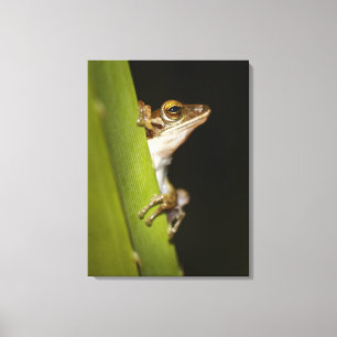 Frosch auf Blatt im Profil Leinwanddruck