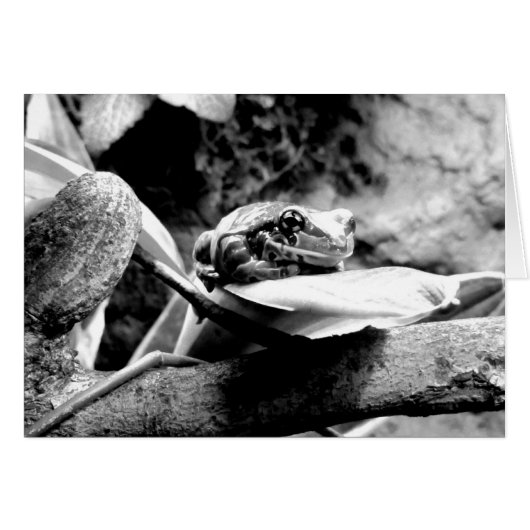 Frosch auf der linken B+W Grußkarte (Vorderseite (Horizontal))