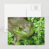 Frosch auf der Marsh Postkarte (Vorne/Hinten)