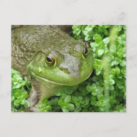 Frosch auf der Marsh Postkarte (Vorderseite)