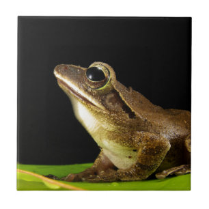 Frosch auf einem Blatt Fliese
