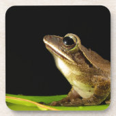 Frosch auf einem Blatt Getränkeuntersetzer (Vorderseite)