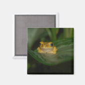 Frosch auf einem Blatt Magnet (Vorderseite/Rückseite)