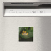 Frosch auf einem Blatt Magnet (In Situ (Geschirrspüler))