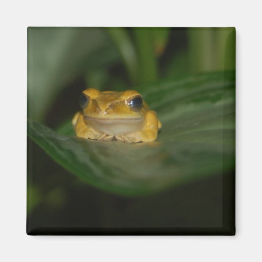 Frosch auf einem Blatt Magnet (Vorne)