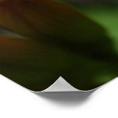 Frosch auf einer Blume Poster (Ecke)