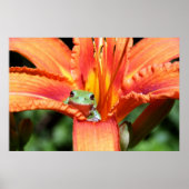 Frosch auf einer Blume Poster (Vorne)