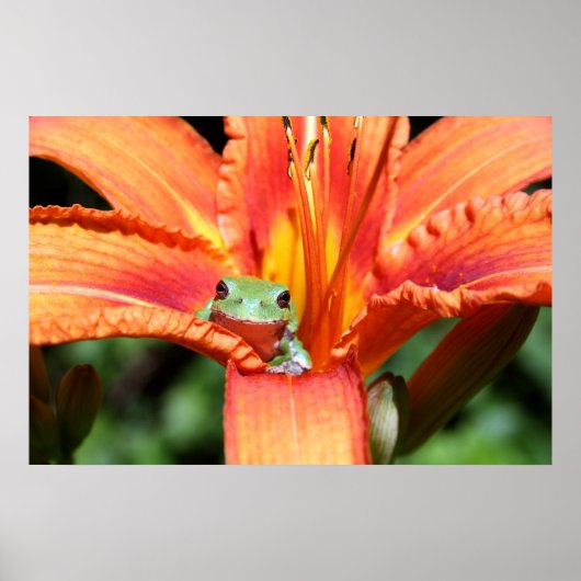 Frosch auf einer Blume Poster (Vorne)