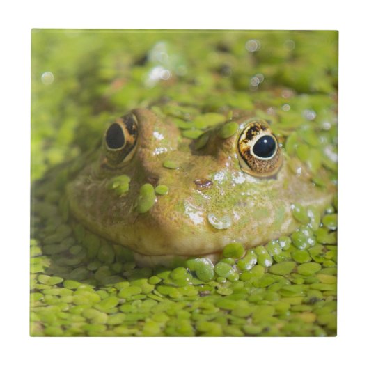 Frosch auf einer Keramikfliese (Vorderseite)
