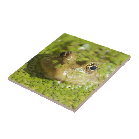 Frosch auf einer Keramikfliese (Seite)