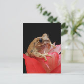 Frosch auf einer roten Blume Postkarte (Stehend Vorderseite)