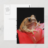 Frosch auf einer roten Blume Postkarte (Vorne/Hinten)