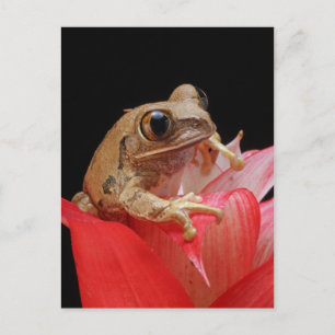 Frosch auf einer roten Blume Postkarte