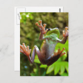 Frosch auf Glas Postkarte (Vorne/Hinten)