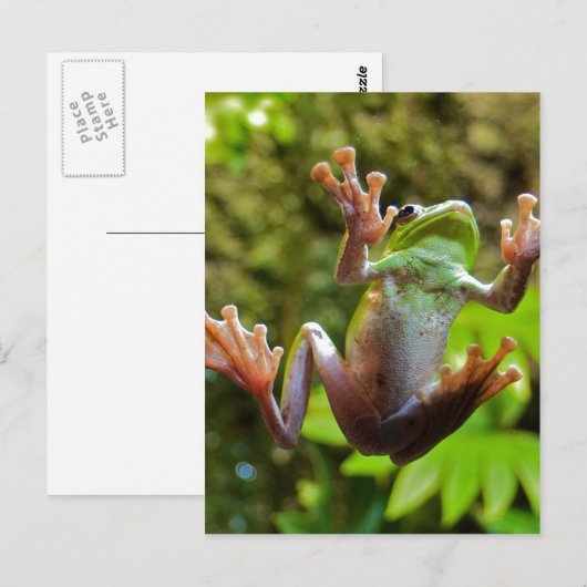 Frosch auf Glas Postkarte (Vorne/Hinten)