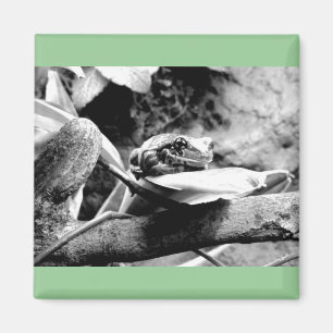Frosch auf Leaf B+W Magnet
