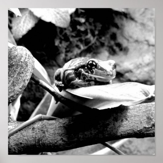 Frosch auf Leaf B+W Poster (Vorne)