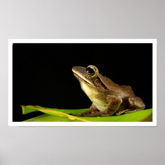 Frosch auf Leaf Poster (Vorne)