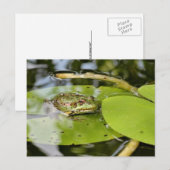 Frosch auf Lilienblättern Postkarte (Vorne/Hinten)