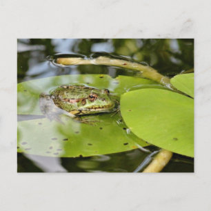 Frosch auf Lilienblättern Postkarte