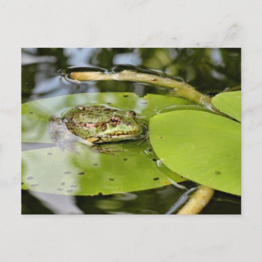 Frosch auf Lilienblättern Postkarte (Vorderseite)