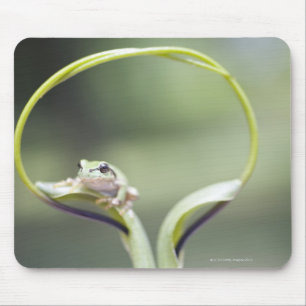 Frosch auf Pflanzenstamm, Biei, Hokkaido, Japan Mousepad