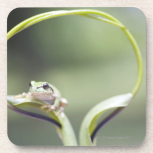 Frosch auf Pflanzenstamm, Biei, Hokkaido, Japan Untersetzer