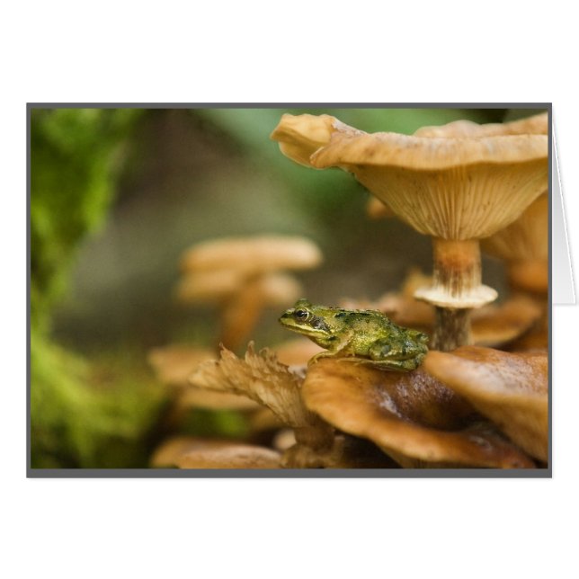 Frosch auf Pilzen (Vorderseite (Horizontal))