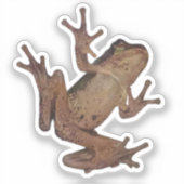 Frosch Aufkleber (Vorderseite)
