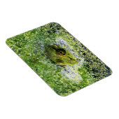Frosch Augen in einem Teich Magnet (Rechte Seite)