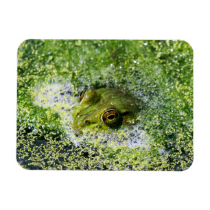 Frosch Augen in einem Teich Magnet