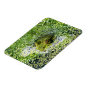 Frosch Augen in einem Teich Magnet (Linke Seite)