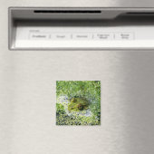 Frosch Augen in einem Teich Magnet (In Situ (Geschirrspüler))