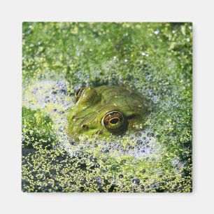 Frosch Augen in einem Teich Magnet