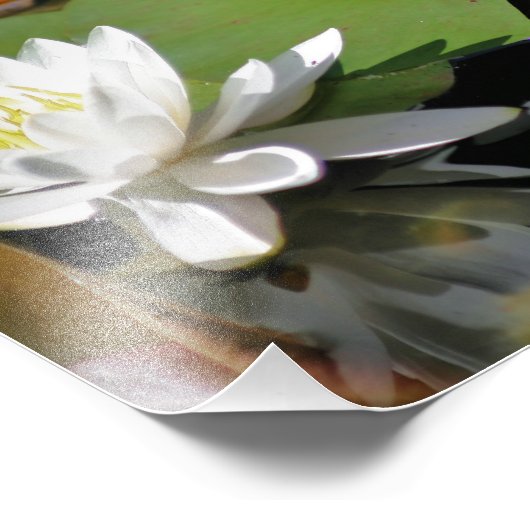 Frosch Bewunderung Wasser Lily Lotus Blume 8x10 Na Fotodruck (Ecke)