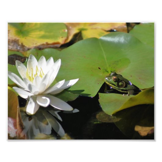 Frosch Bewunderung Wasser Lily Lotus Blume 8x10 Na Fotodruck (Vorne)