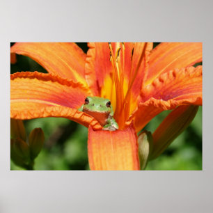 Frosch-Blume Poster
