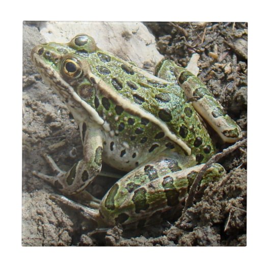 Frosch des Leopard-R3 Fliese (Vorderseite)
