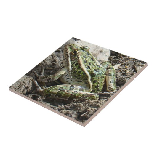 Frosch des Leopard-R3 Fliese (Seite)
