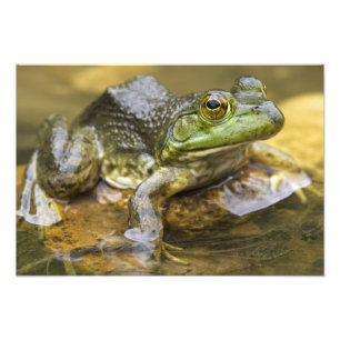 Frosch entlang des Buffalo River, Meile 126 an dem Fotodruck
