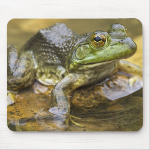 Frosch entlang des Buffalo River, Meile 126 an dem Mousepad