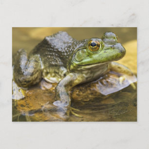Frosch entlang des Buffalo River, Meile 126 an dem Postkarte