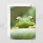 Frosch Eyes Postcard Postkarte (Vorne/Hinten)