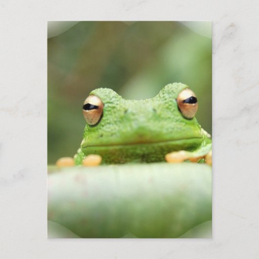 Frosch Eyes Postcard Postkarte (Vorderseite)