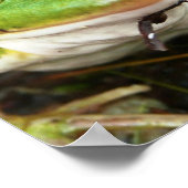 Frosch Eyes Poster (Ecke)