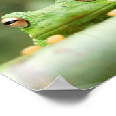 Frosch Eyes Poster Print (Ecke)