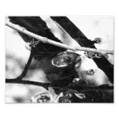 Frosch Foto BW (Vorne)